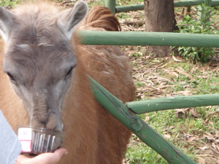 Wildlife Rescue Volunteering Ecuador