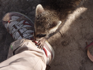 Wildlife Rescue Volunteering Ecuador