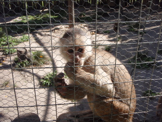 Wildlife Rescue Volunteering Ecuador