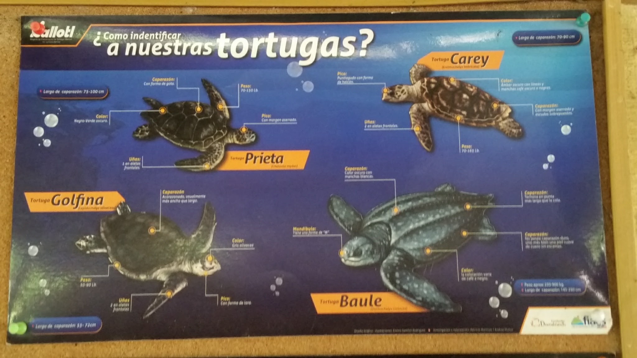 guatemala-monterrico-sea-turtle-conservation21