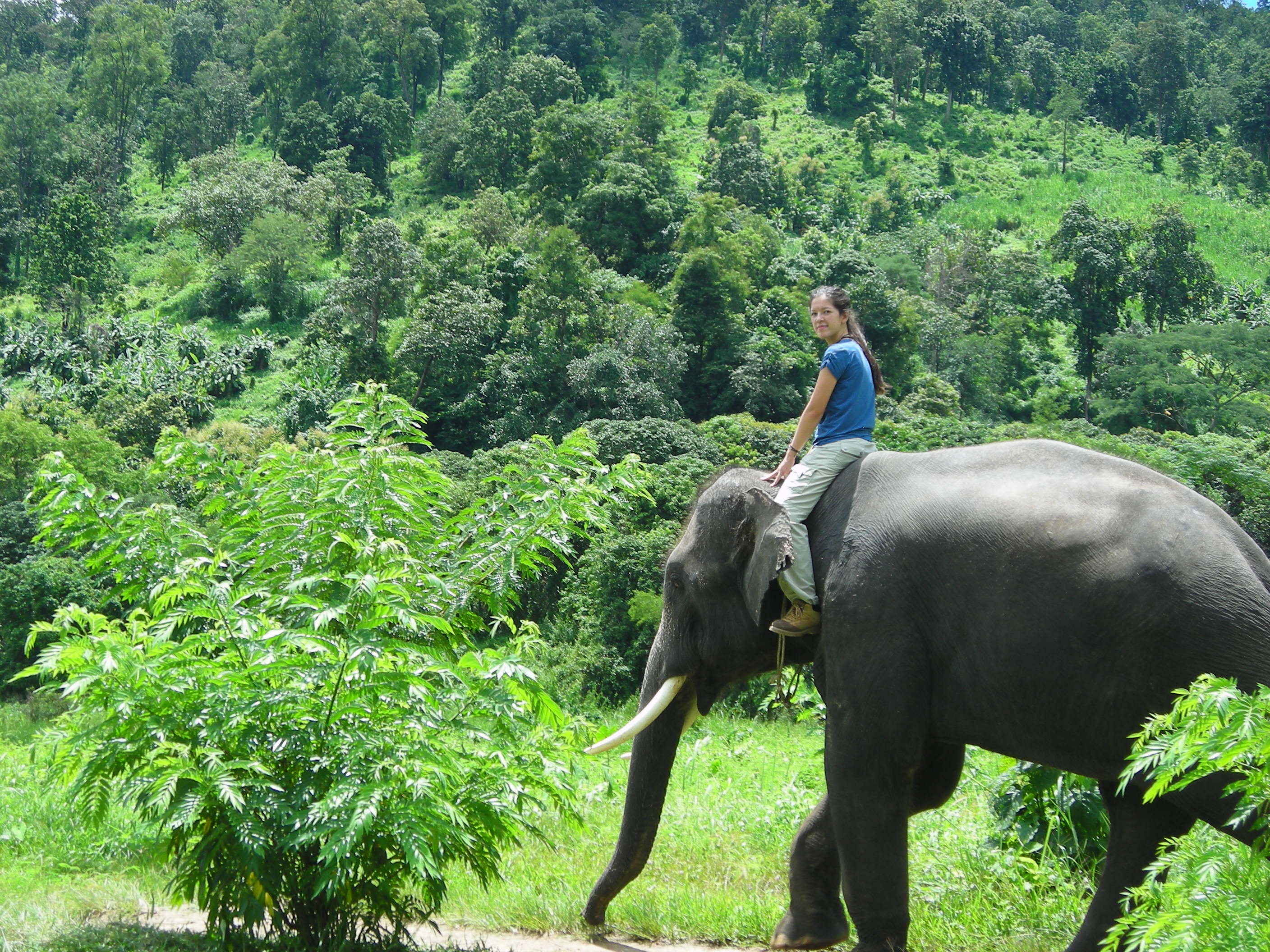 Thailand Elephant Camp Chiang Mai Volunteers Riding Village