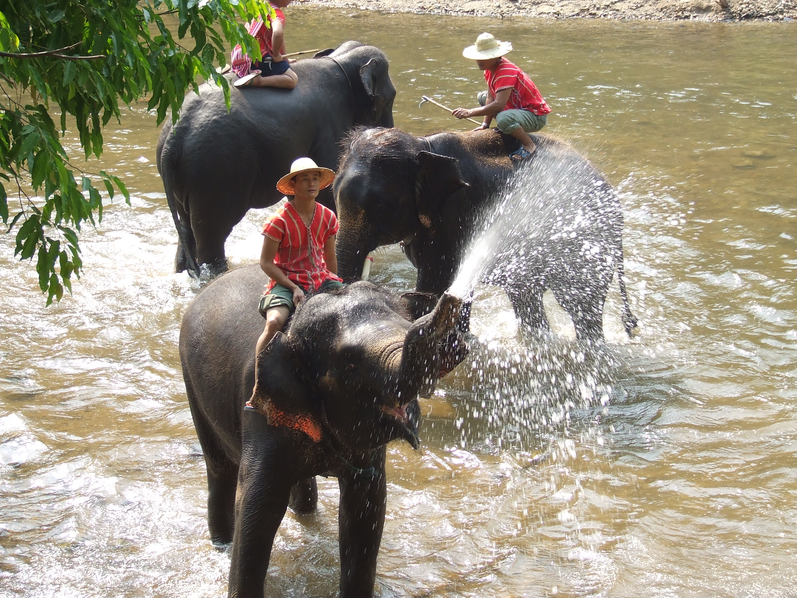 Thailand Elephant Camp Chiang Mai Splashing Water
