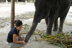 Thailand Elephant Camp Chiang Mai Feeding