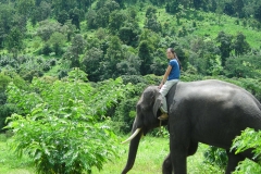 Thailand Elephant Camp Chiang Mai Volunteers Riding Village