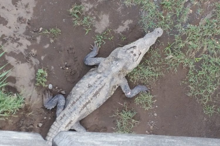 Crocodile Bridge Costa Rica