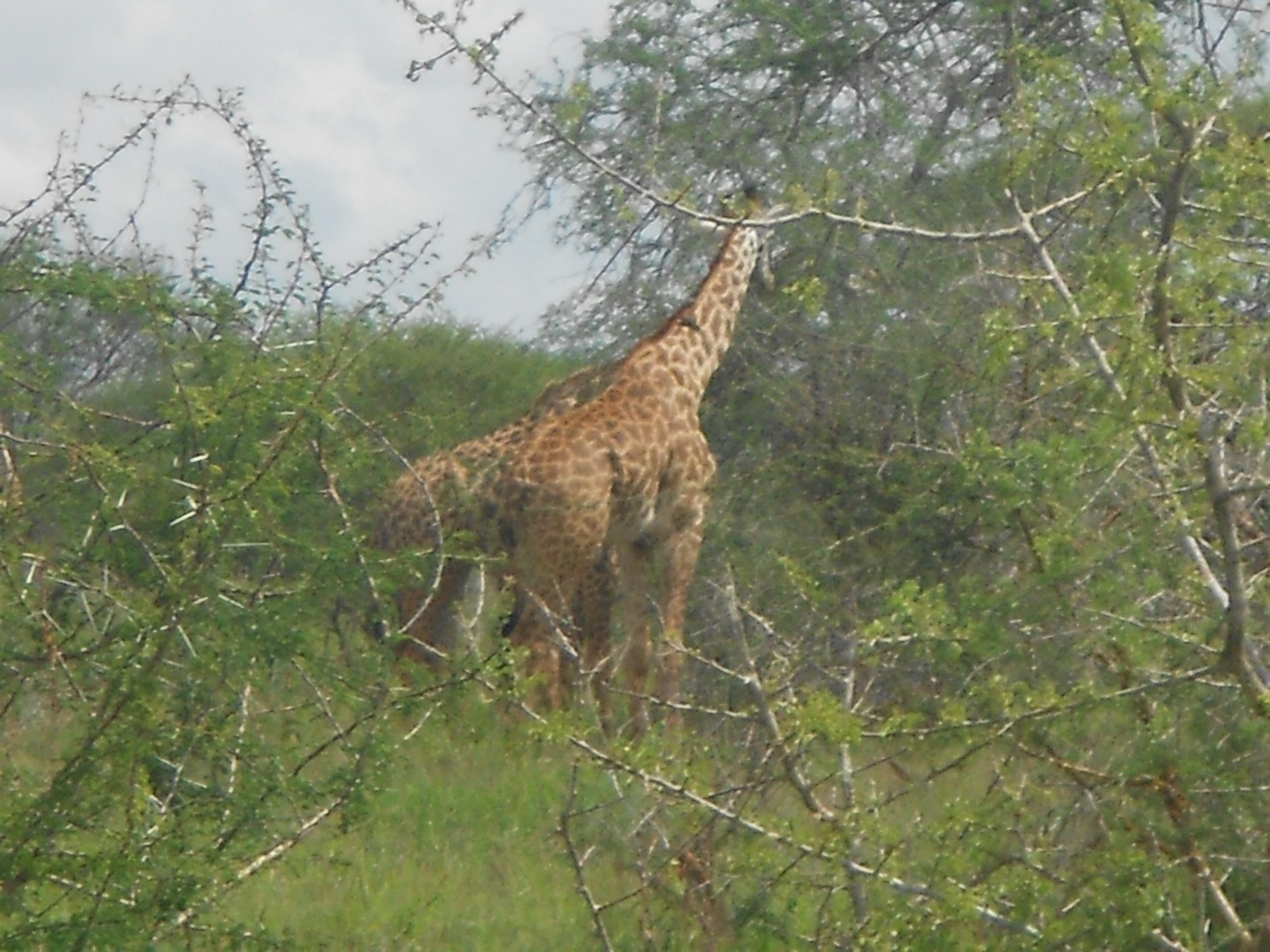 Giraffe in Lumo Wildlife Park in Kenya