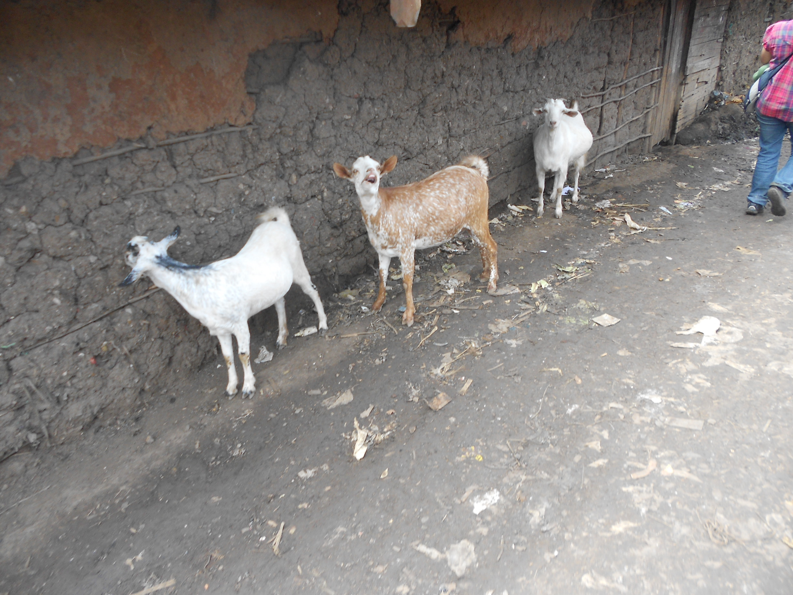 Kibera Nairobi Volunteering Goats